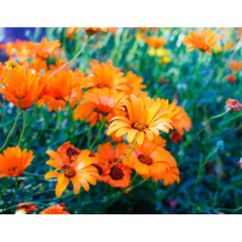 Natural Garden Flower